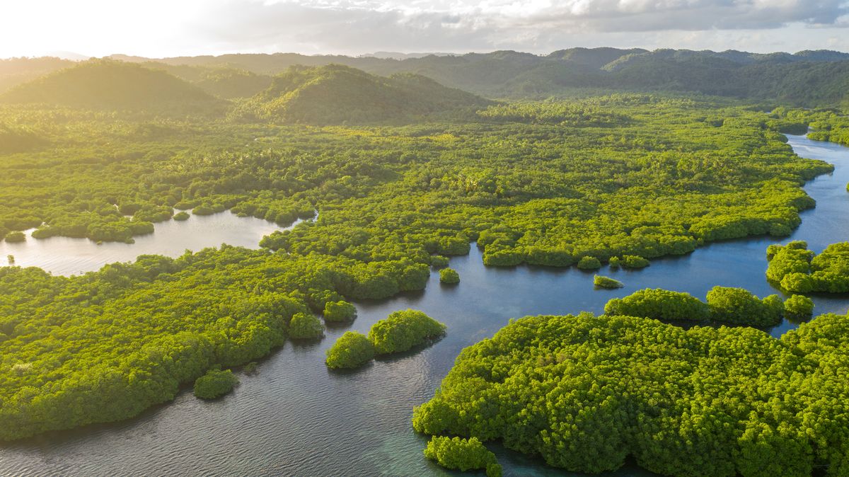 Státy se dohodly na zastavení odlesňování amazonského pralesa